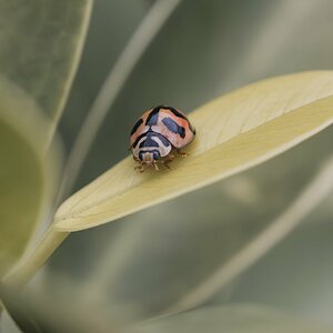 Ladybug colour.jpg