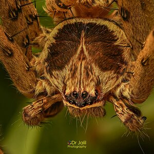 Huntsman Spider-FS-WM-8.jpg