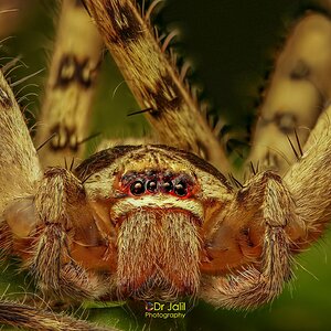 Huntsman Spider-FS-WM-22.jpg
