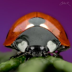 2024-03-12 40bcb ladybug1-Edit PS.jpg