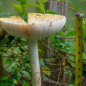 Big mushroom.jpg