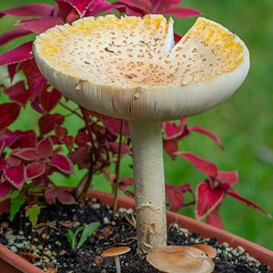 Big mushroom-2.jpg