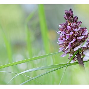 2024-04-26_orchis_pourpre_GP.jpg