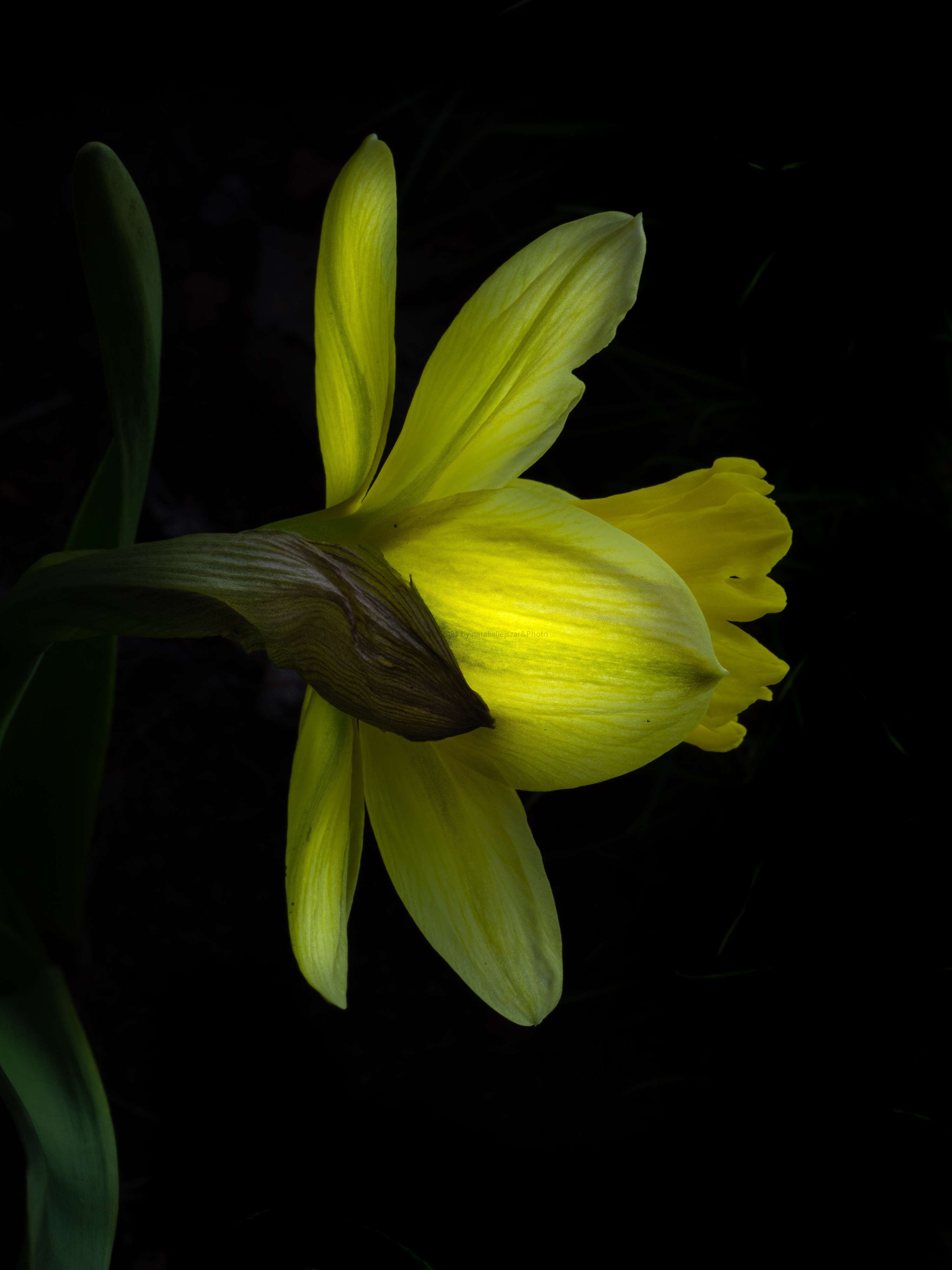 18.5.2020.ISO200. f16.1.100s. 600mm Olympus omd em10markIII. spring,may, flower-5180274-2.jpg