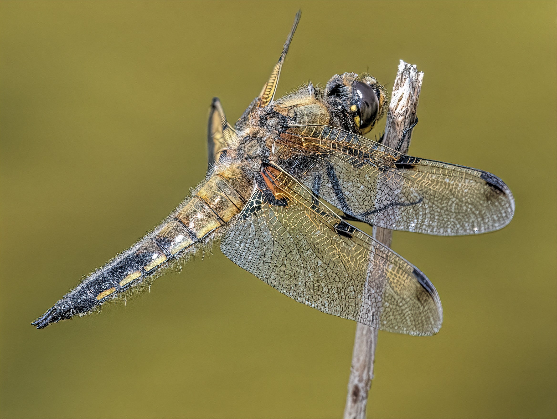 500_5426 Four Spotted Chaser.jpg