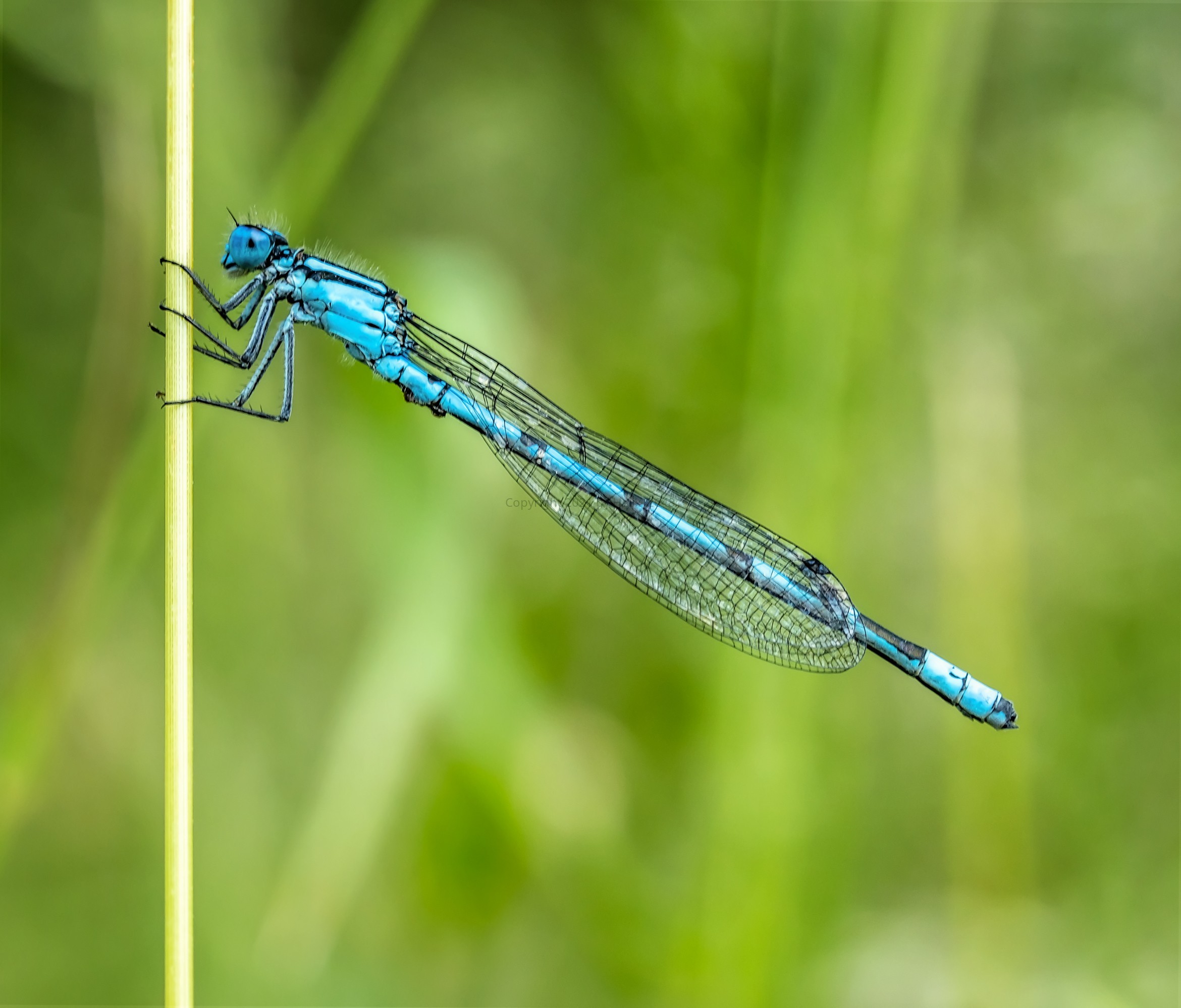 50_Azurjungfern (Coenagrion) Männchen (5).jpg | Macroderie