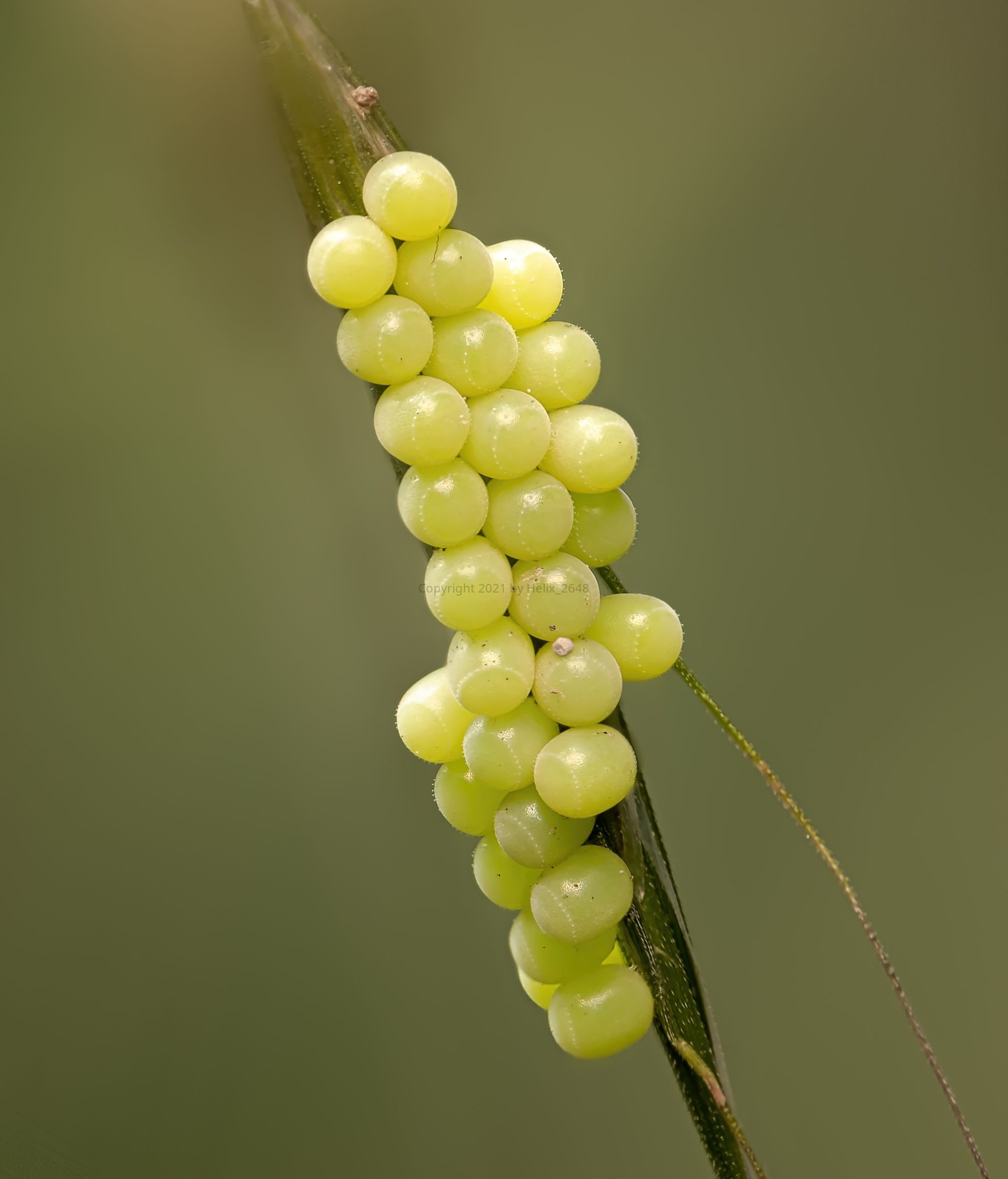 50_Eier der grünen Stinkwanze (Palomena prasina).jpg