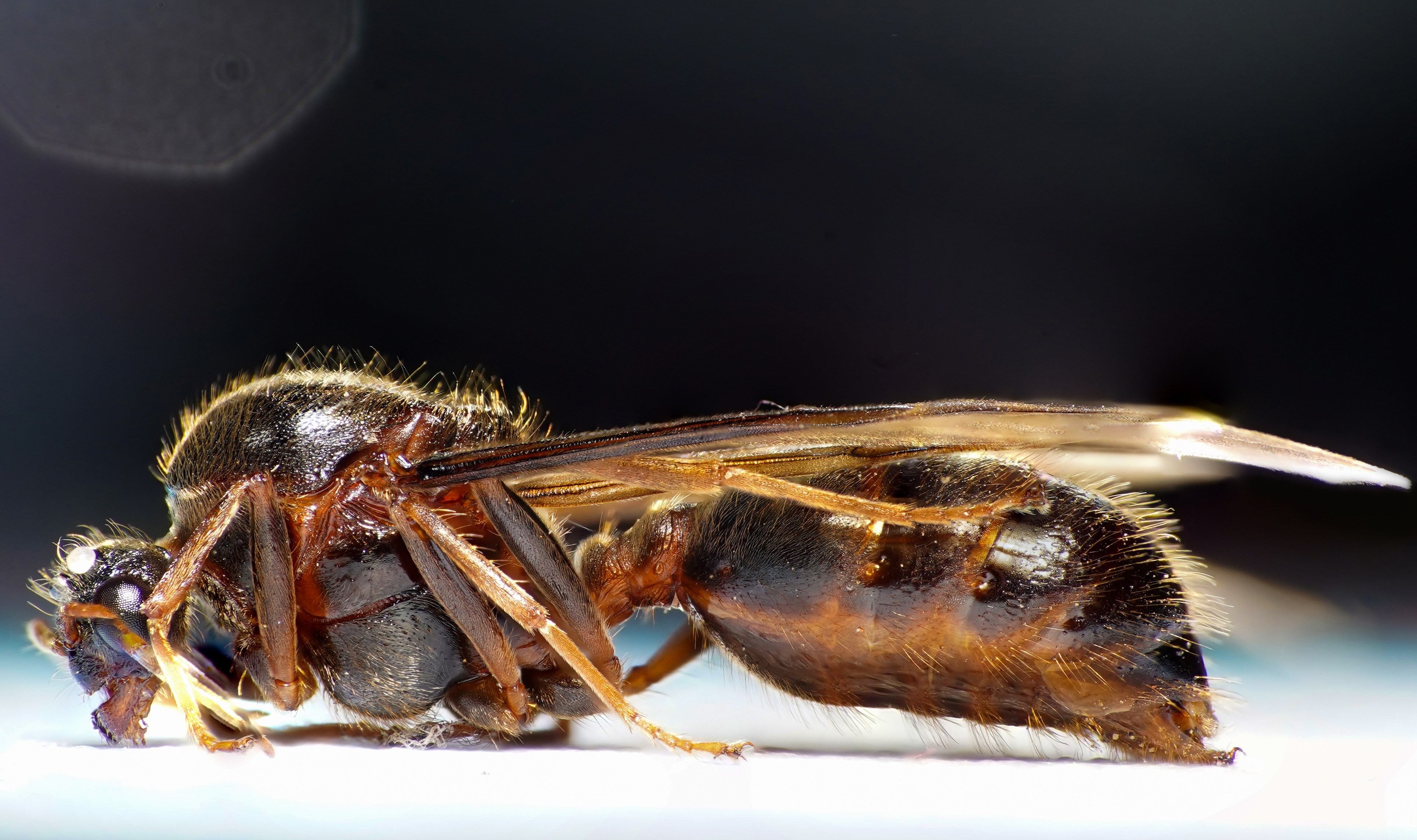 A Super Close-up of a Wasp