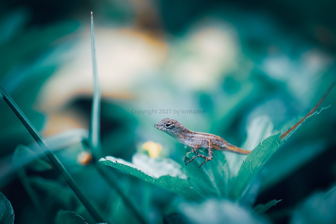 A Tiny Lizard
