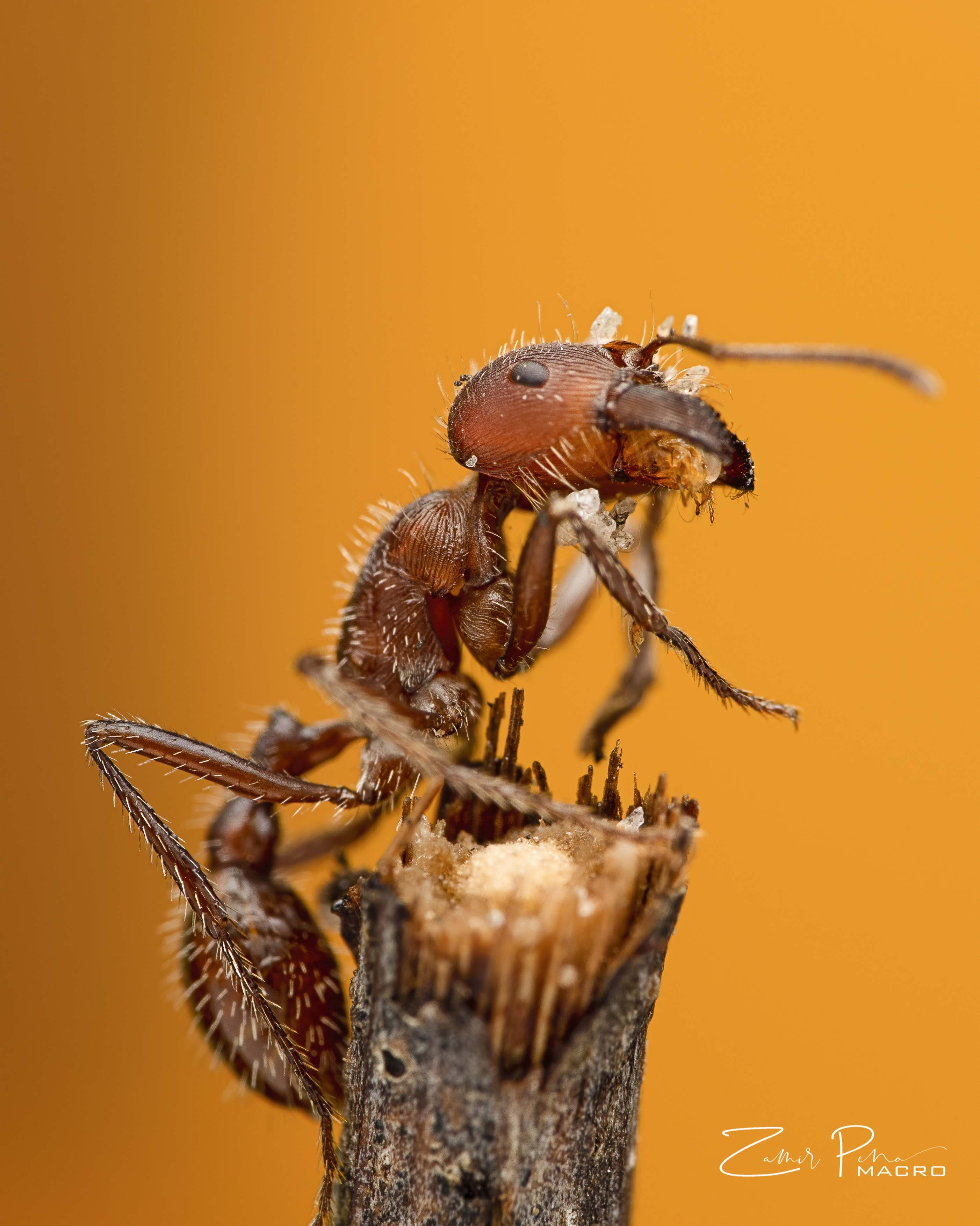 Ant edition 1