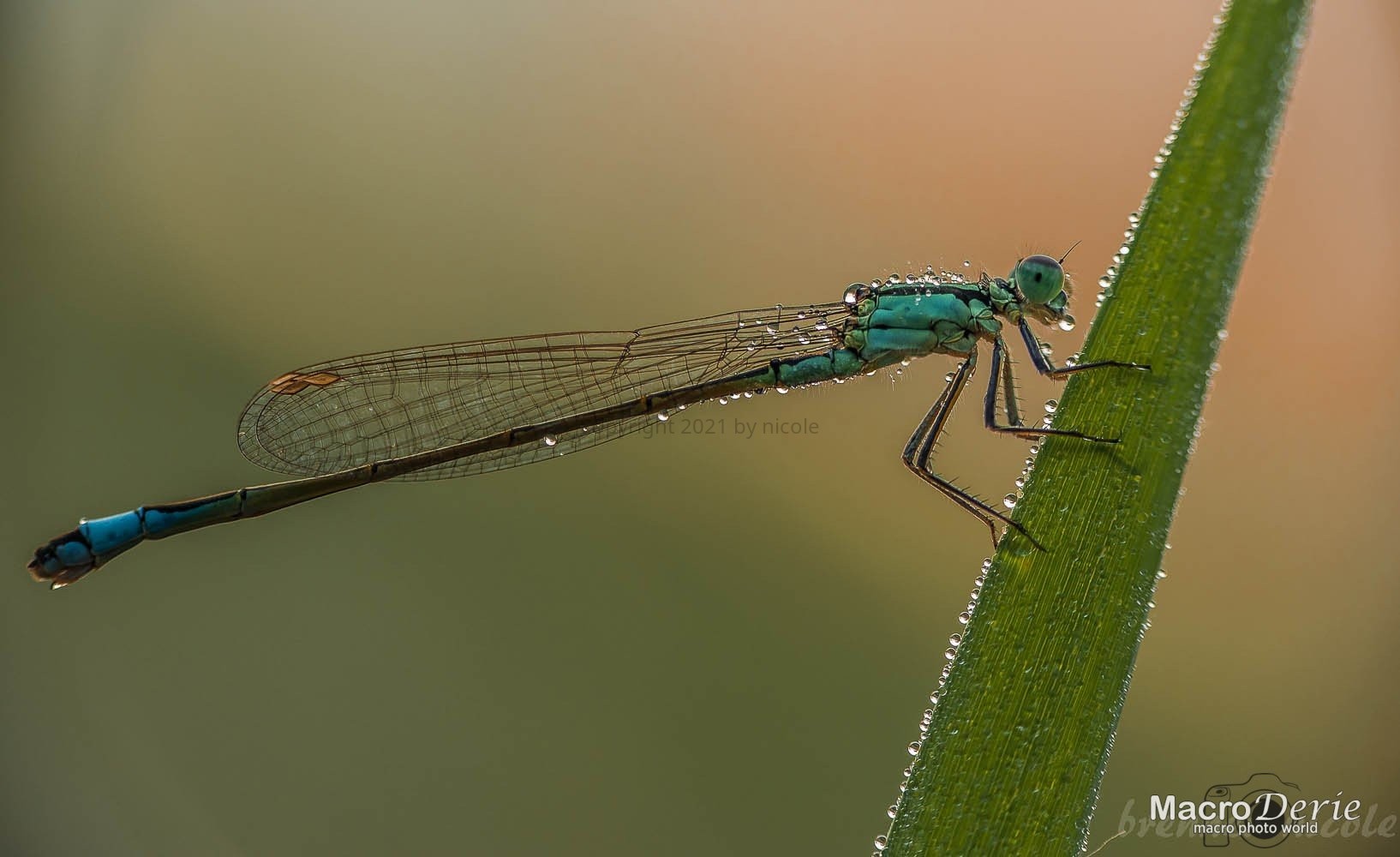 dragonfly and morning dew
