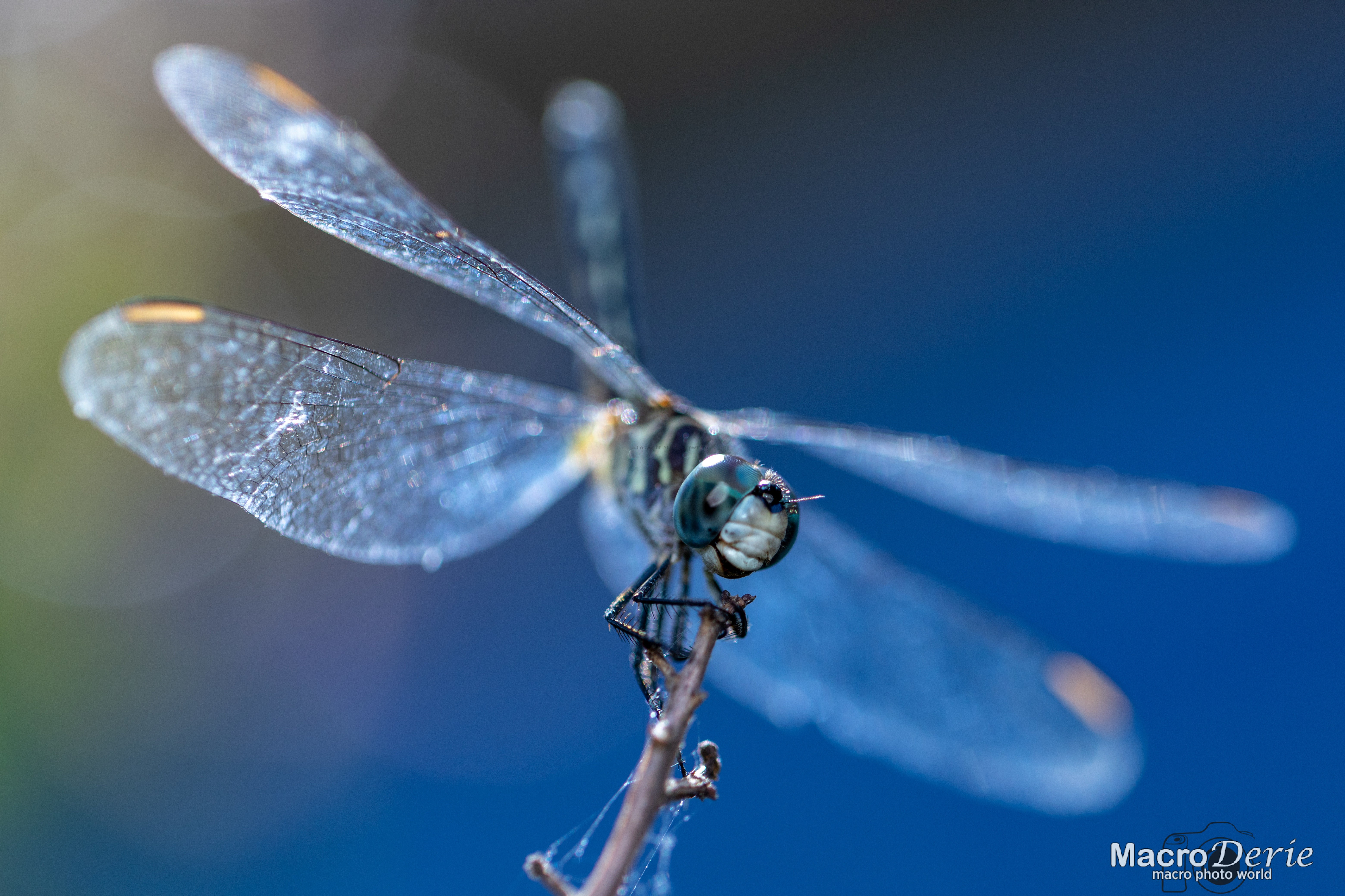 Dragonfly with Bokeh