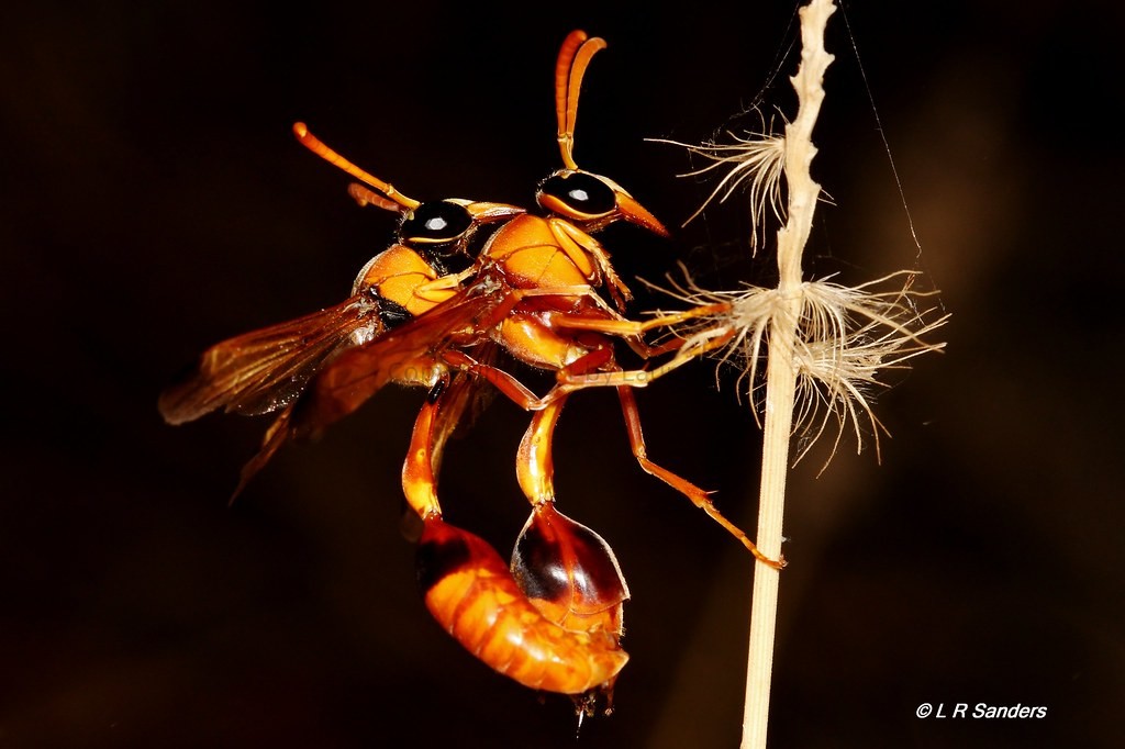Eumenes latreilli Wasps mating.jpg