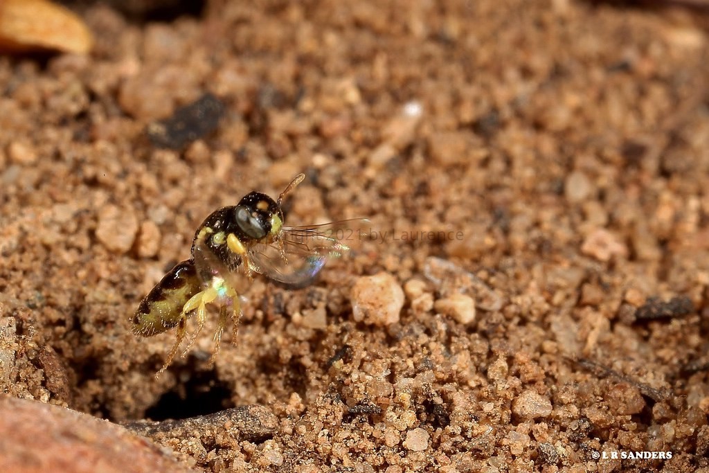 Euryglossula chalcosoma in flight as it leaves its nesting hole in the ground This native bee ...jpg