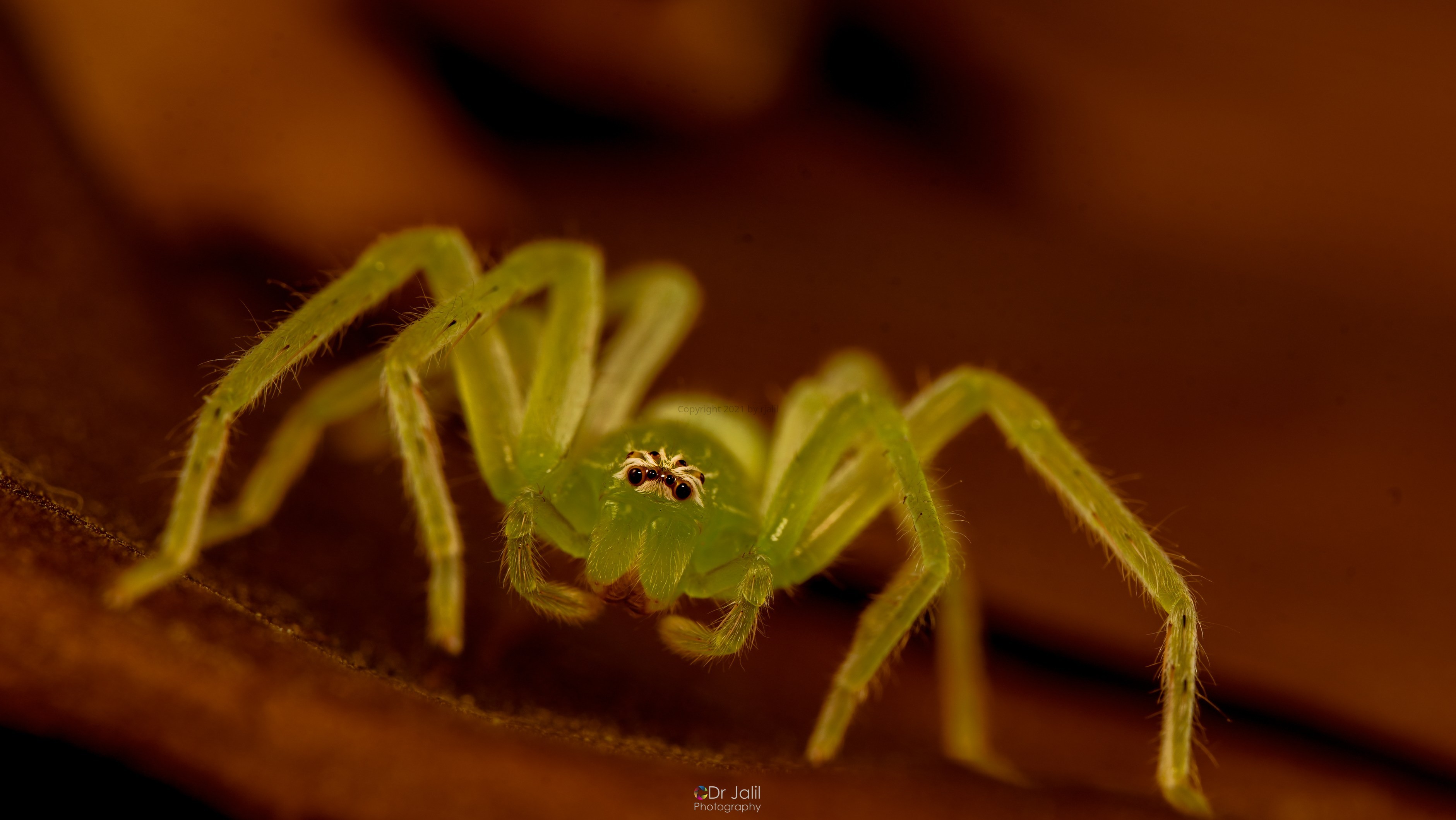 Green Hunstsman Spider-WM-4.jpg