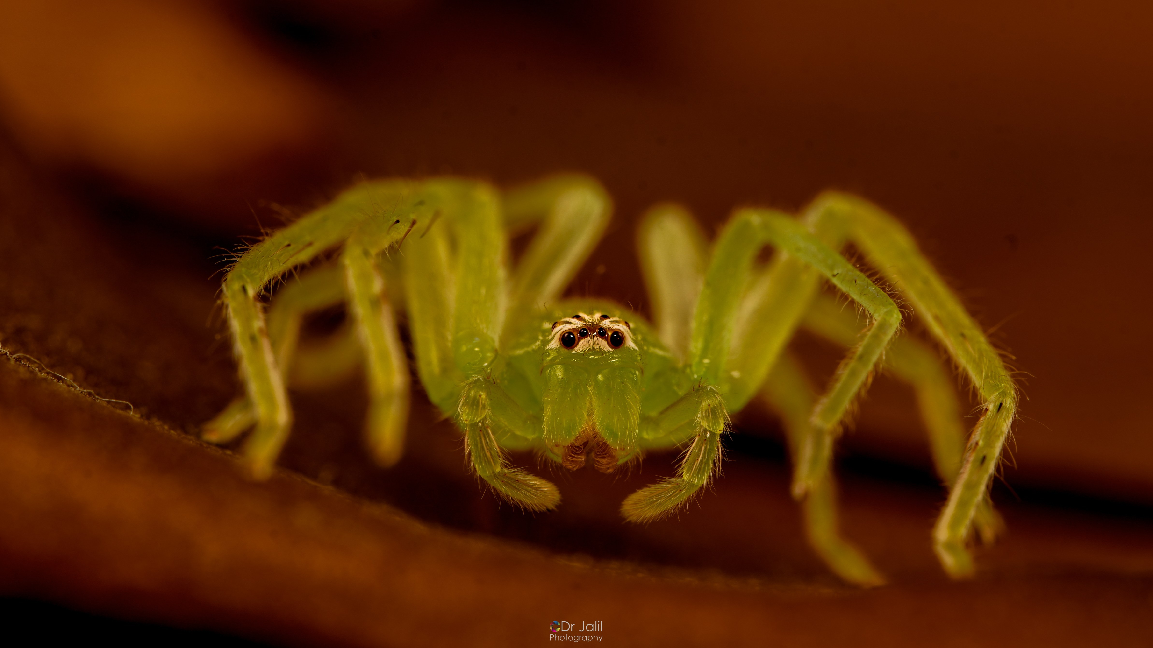Green Hunstsman Spider-WM-6.jpg