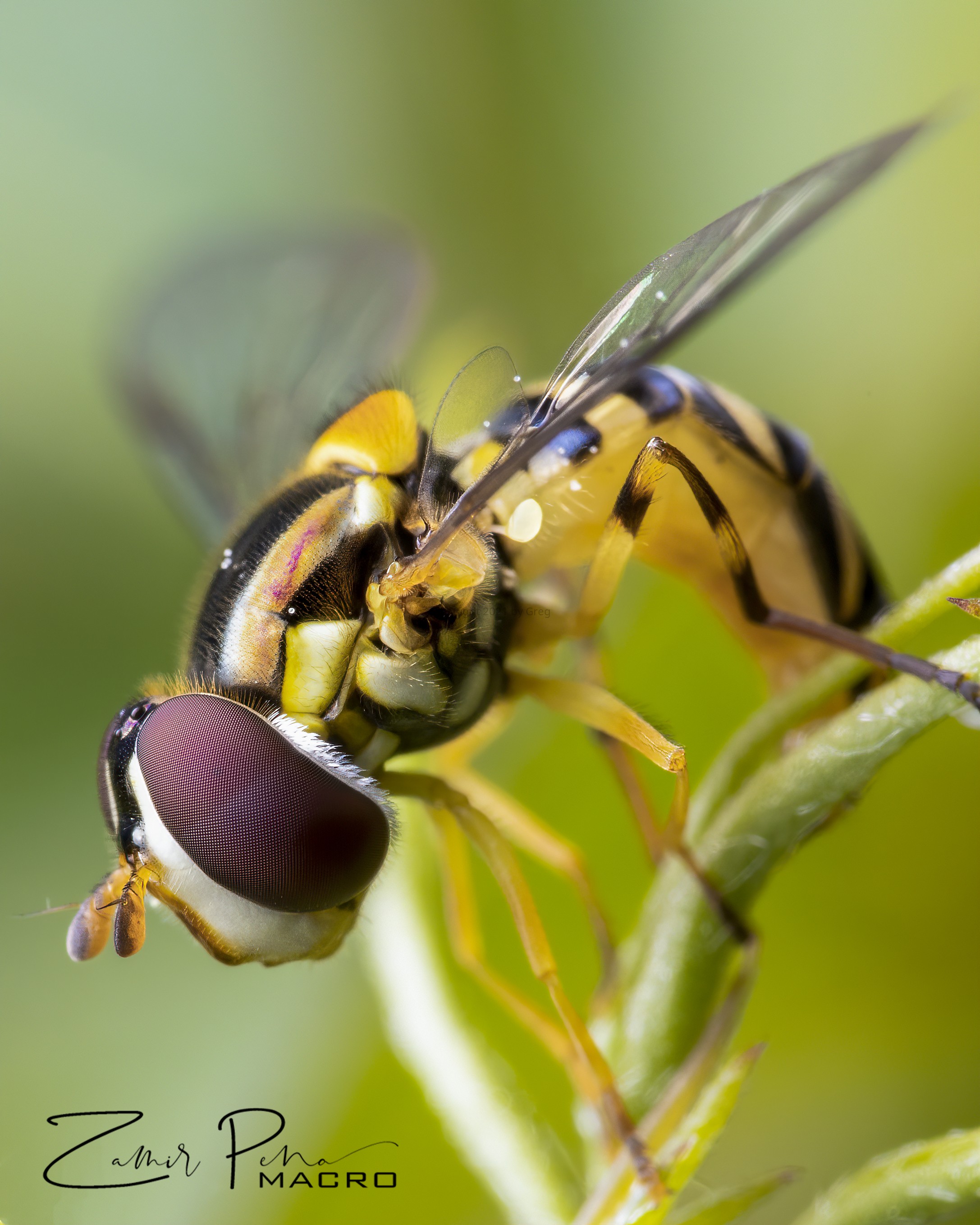 Hoverfly Edition 1