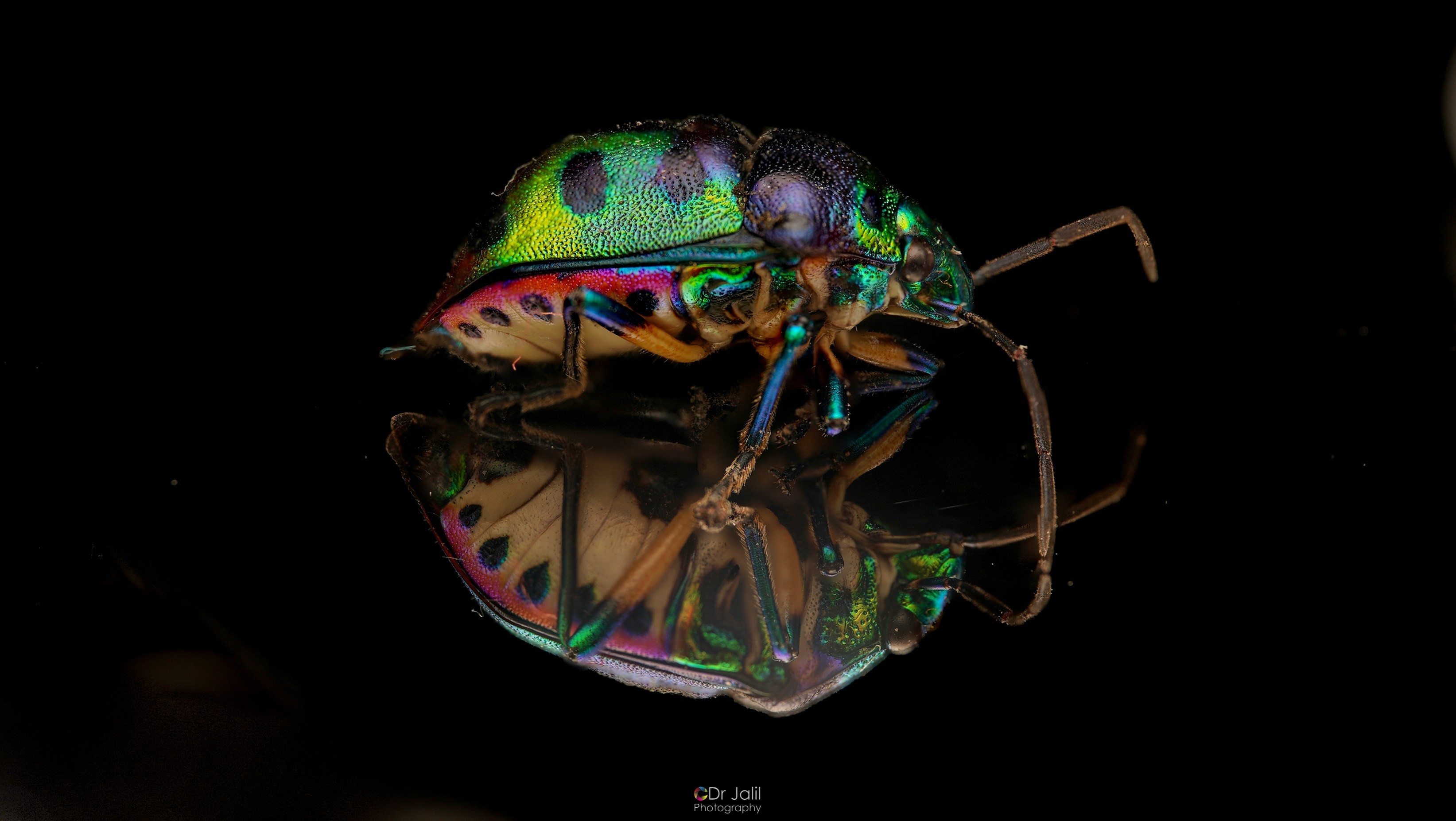JEWEL BUG- the most colorful insect.jpg