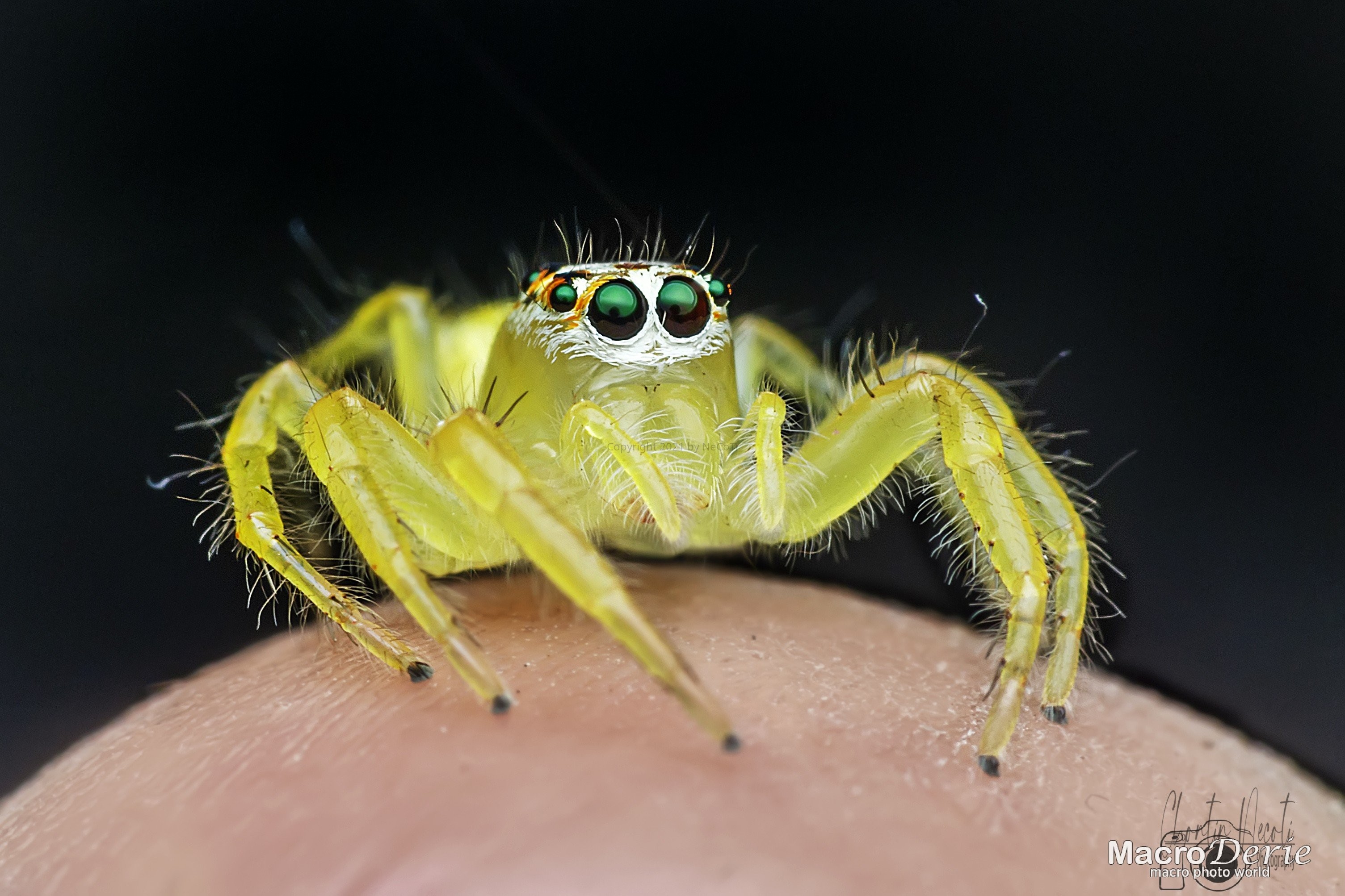 Jumping Spider on hand
