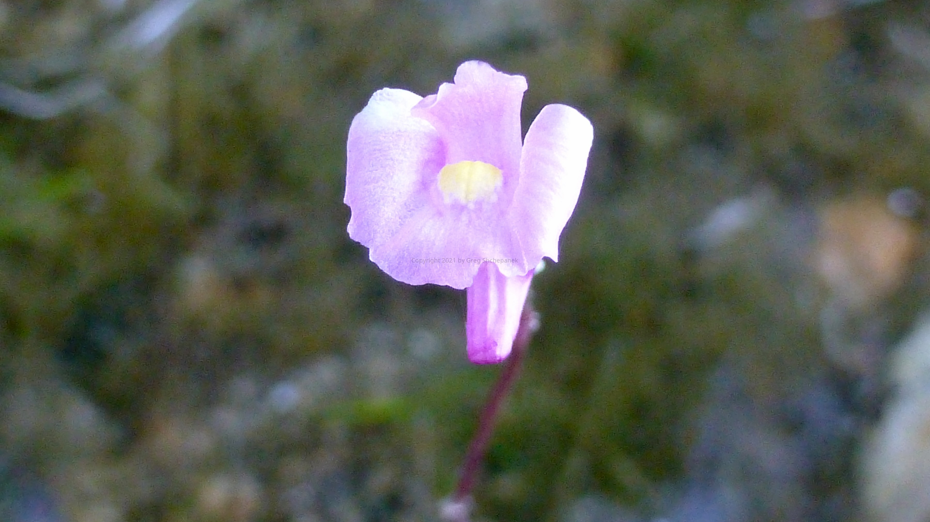 Lavender Bladderwort