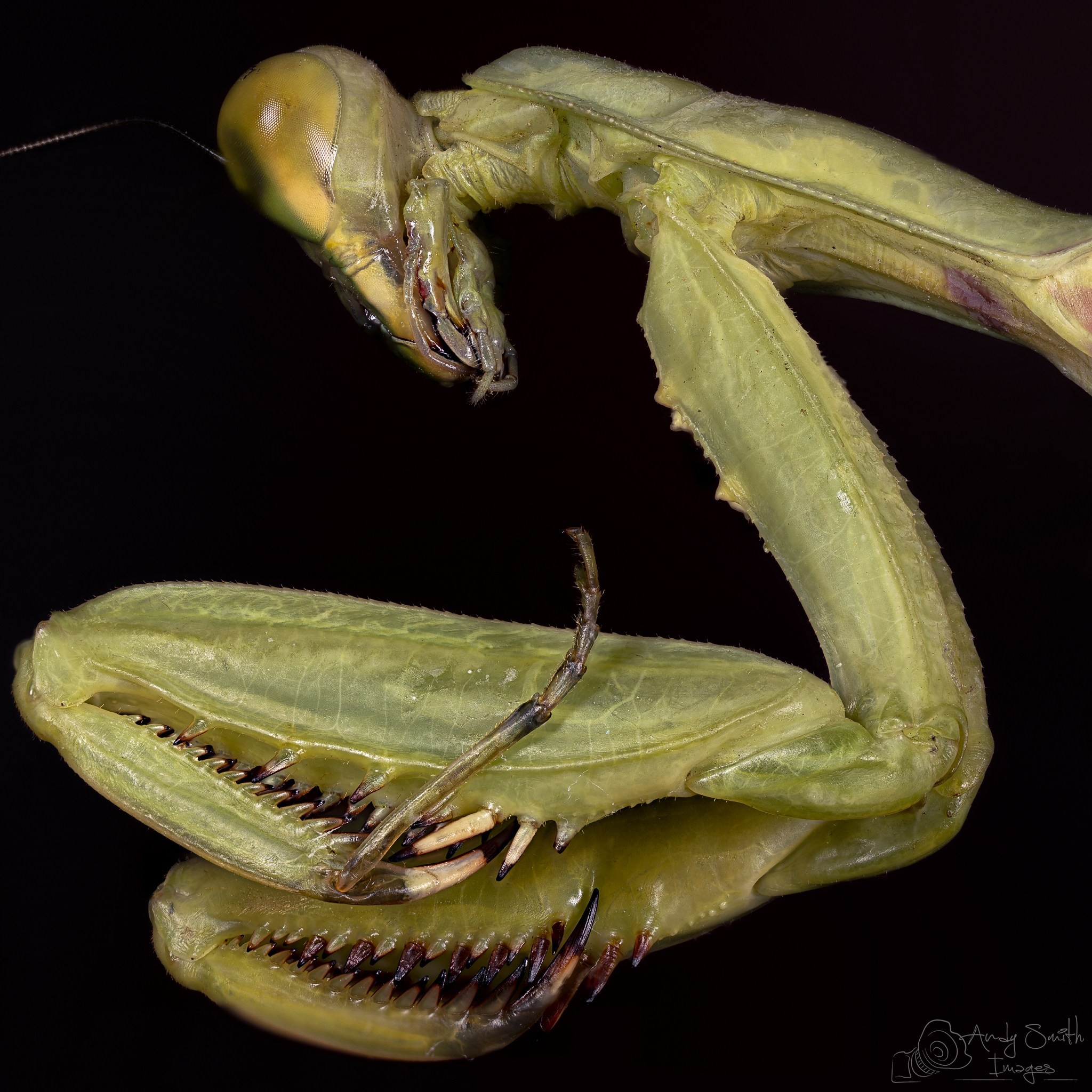 Mantis Legs_01_2048.jpg
