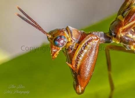 mantis wasp-2.jpg