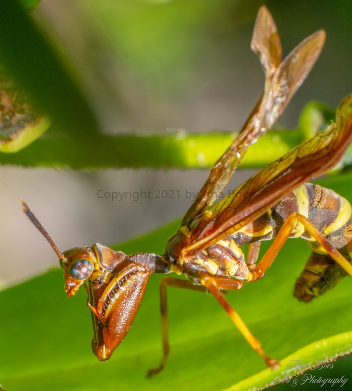 mantis wasp.jpg
