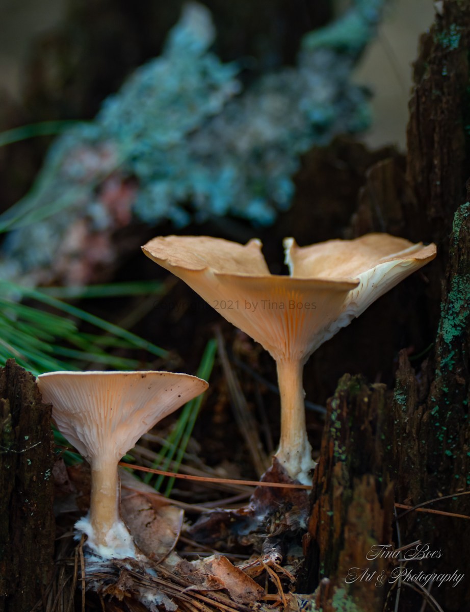 Mushrooms in a stump-2.jpg
