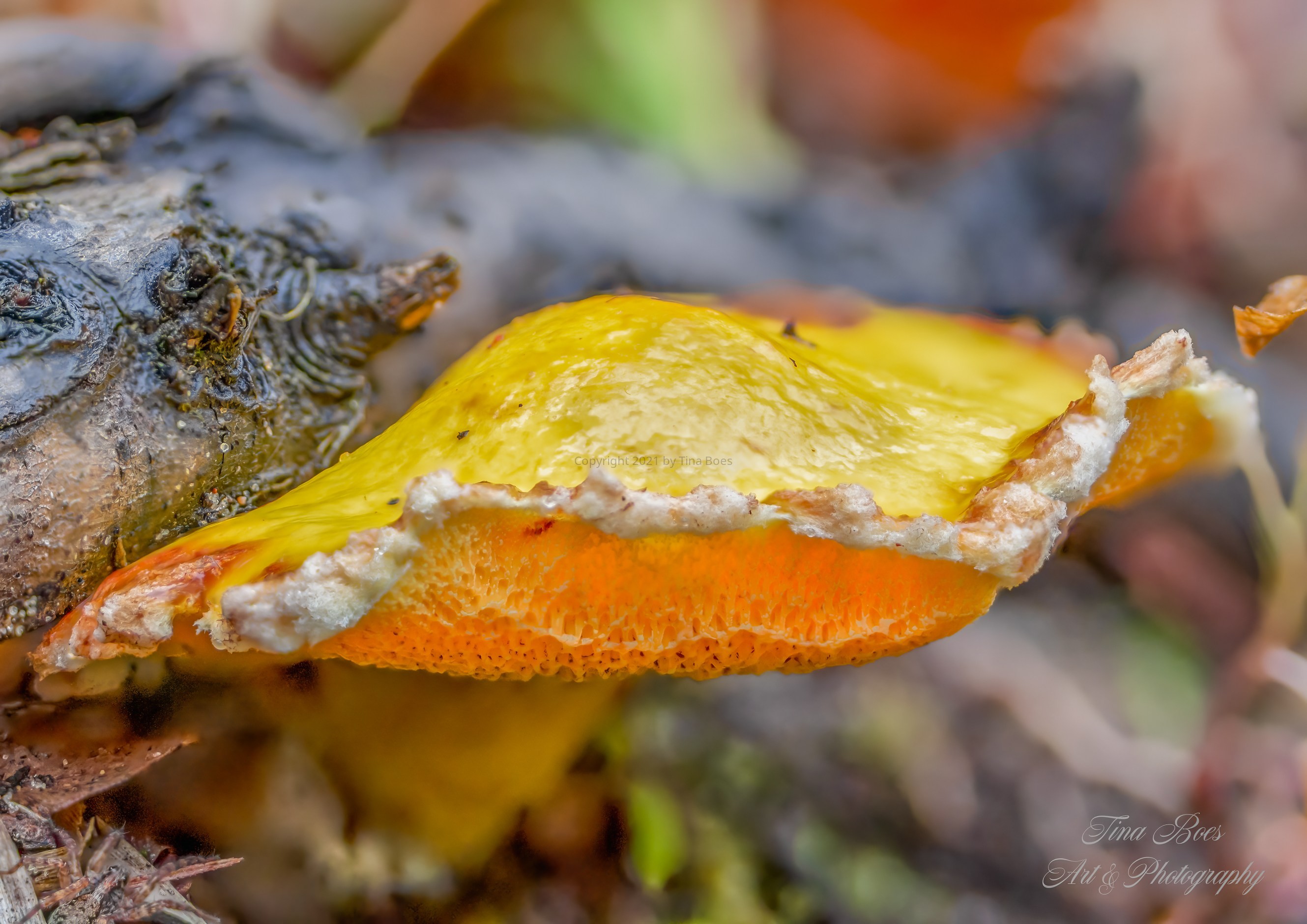 Orange slice mushroom.jpg