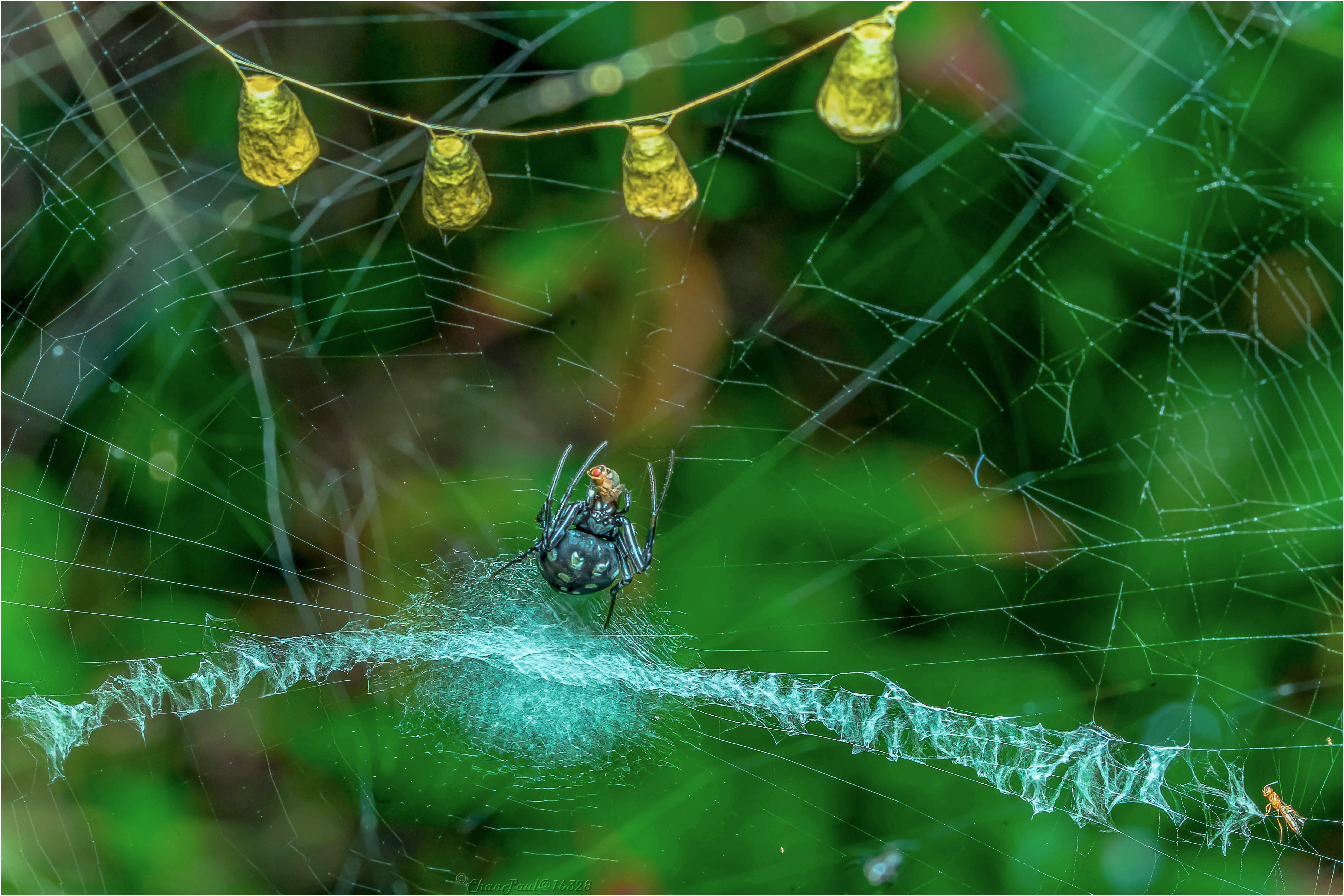 Orbweaver Spider.jpg