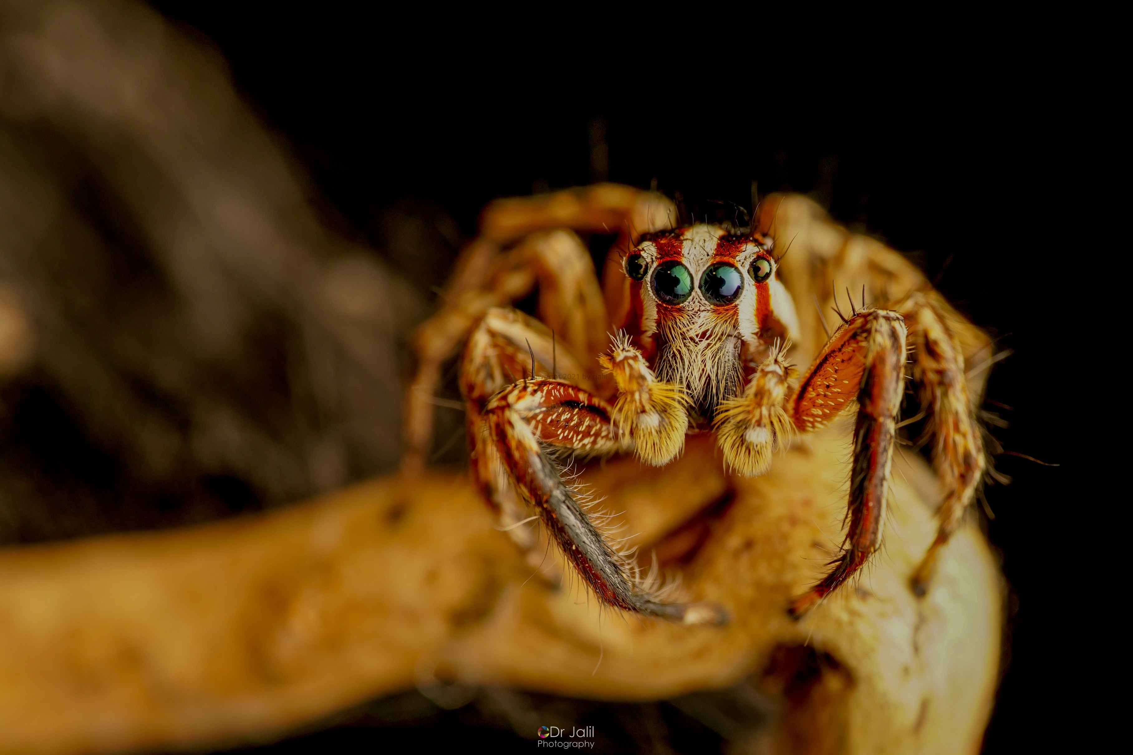 PANTROPICAL JUMPING SPIDER ON MY TABLE STUDIO