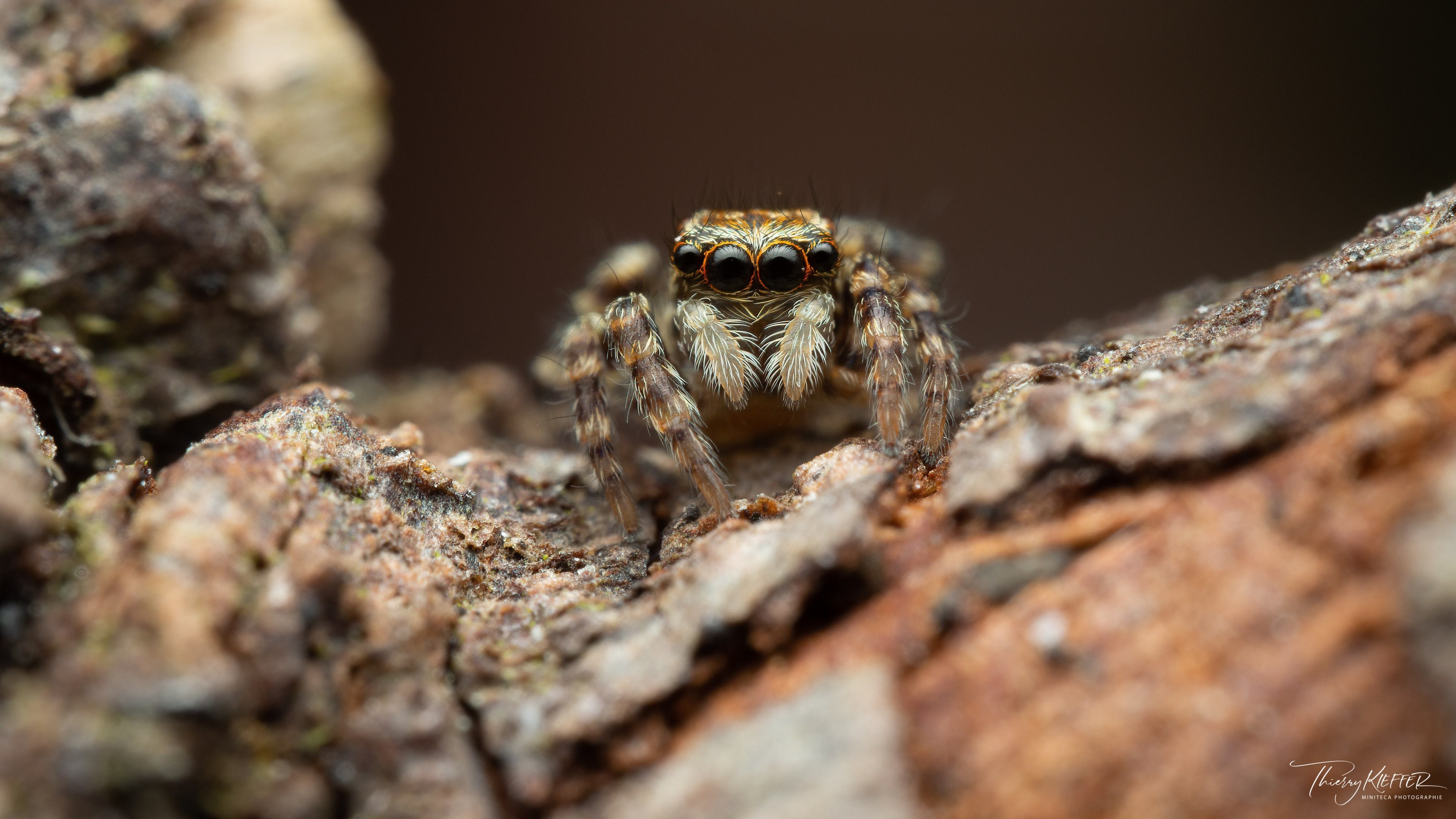 Pseudeuophrys lanigera juvenile jumping spider