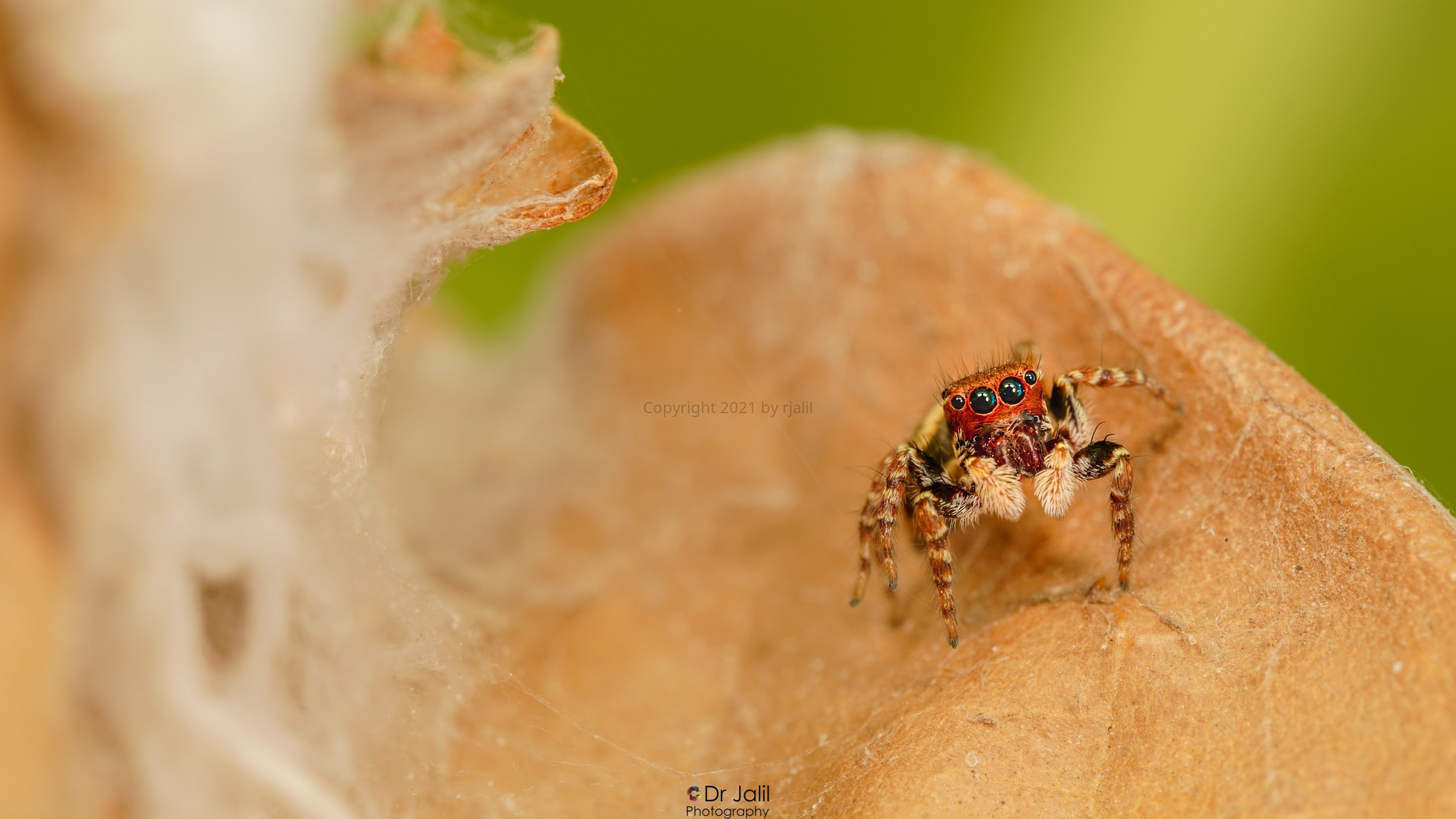 Sibianor larae -Jumping Spider cocoon-SM-8.jpg