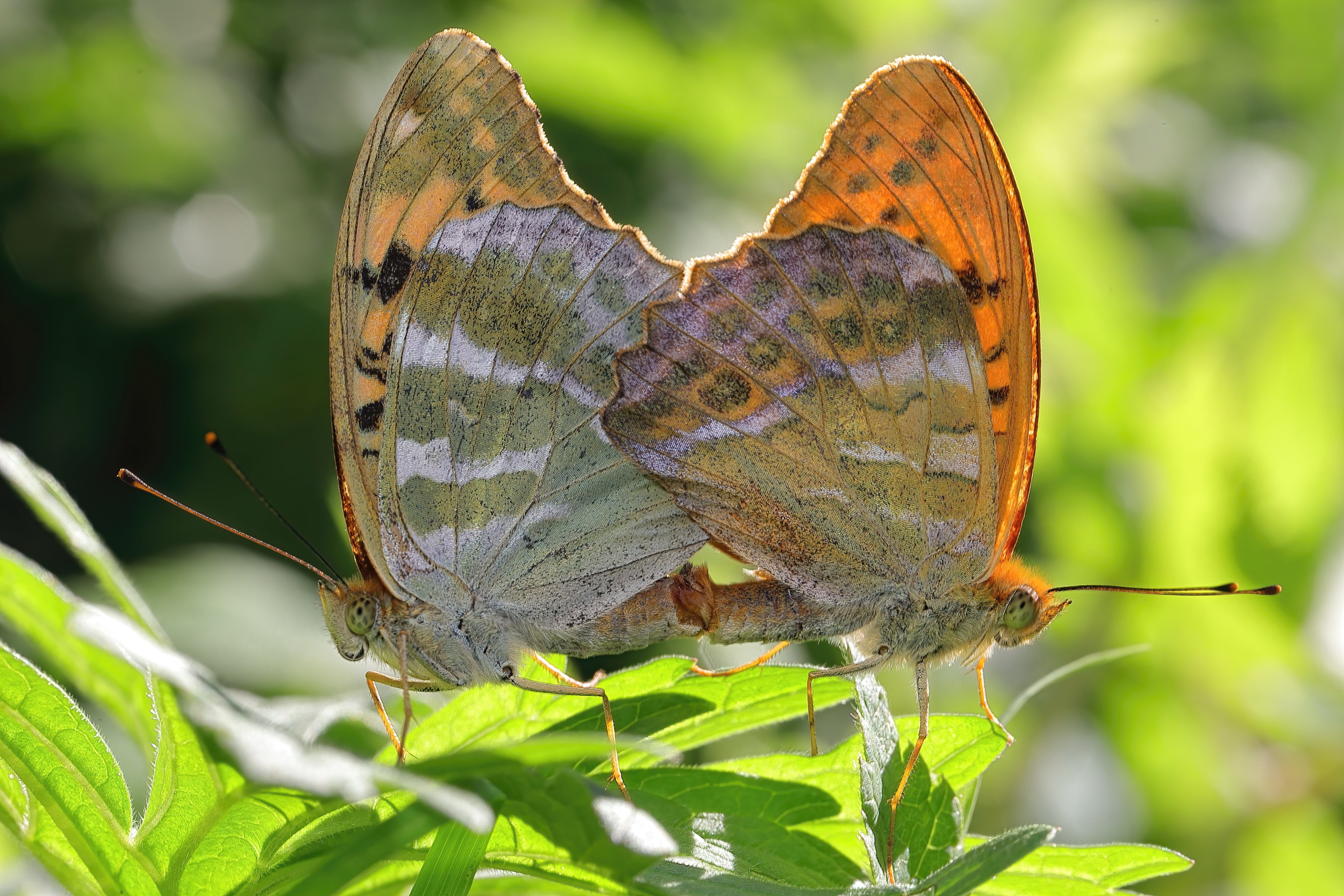 Silver-washed Fritillaries paired