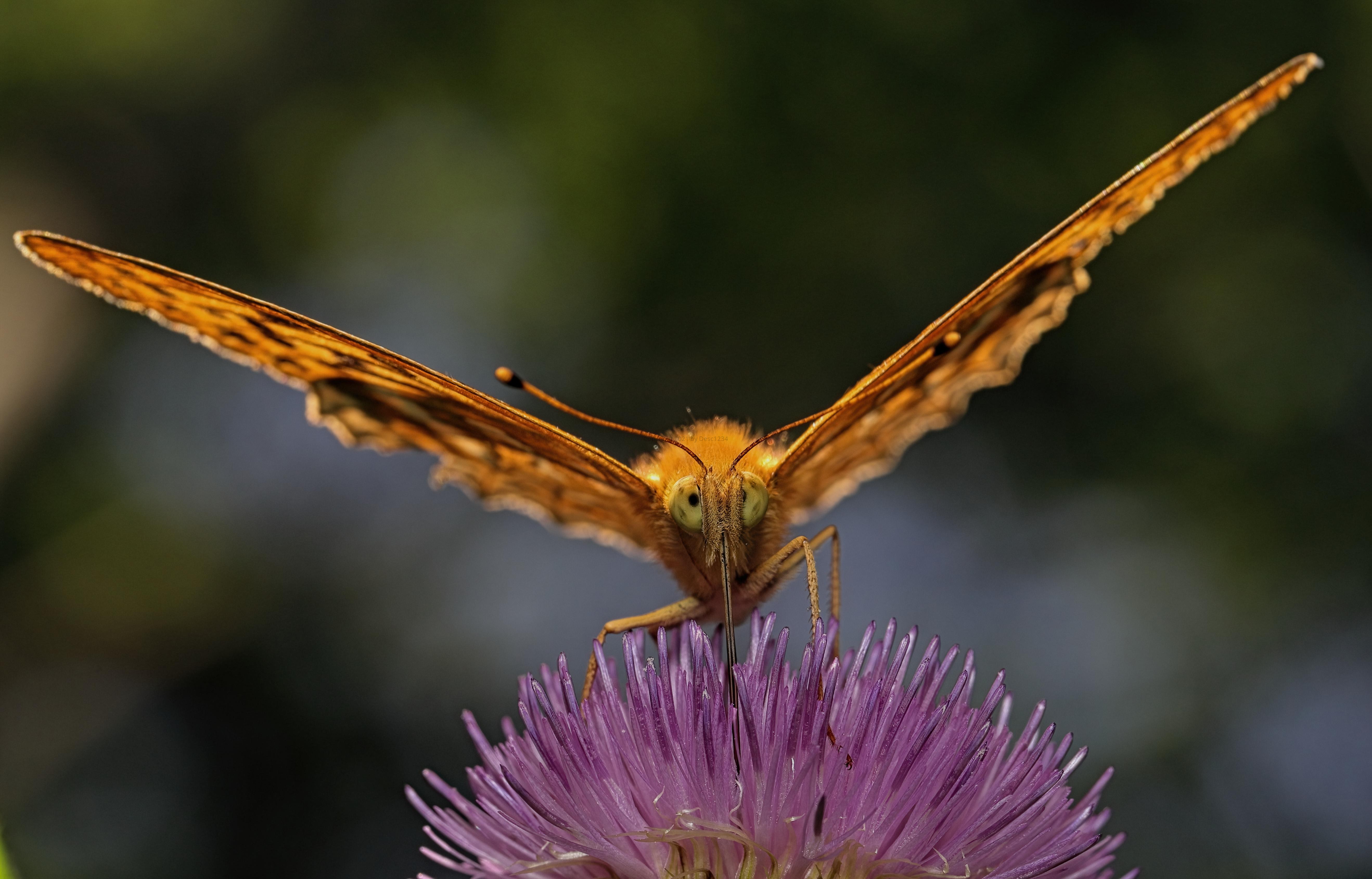 Silver-washed Fritillary on thistle flower