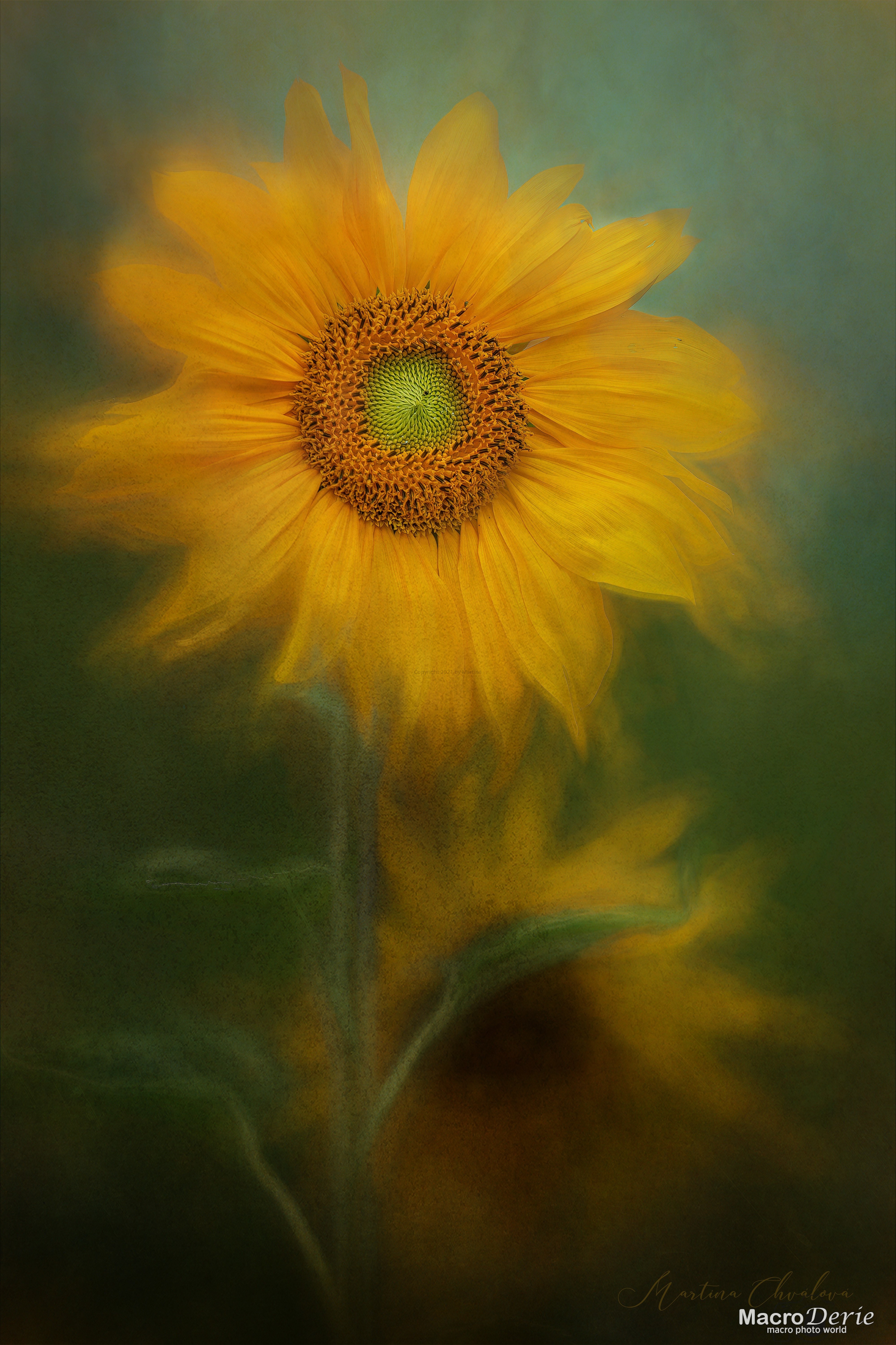 Slunečnice-Sunflower.jpg
