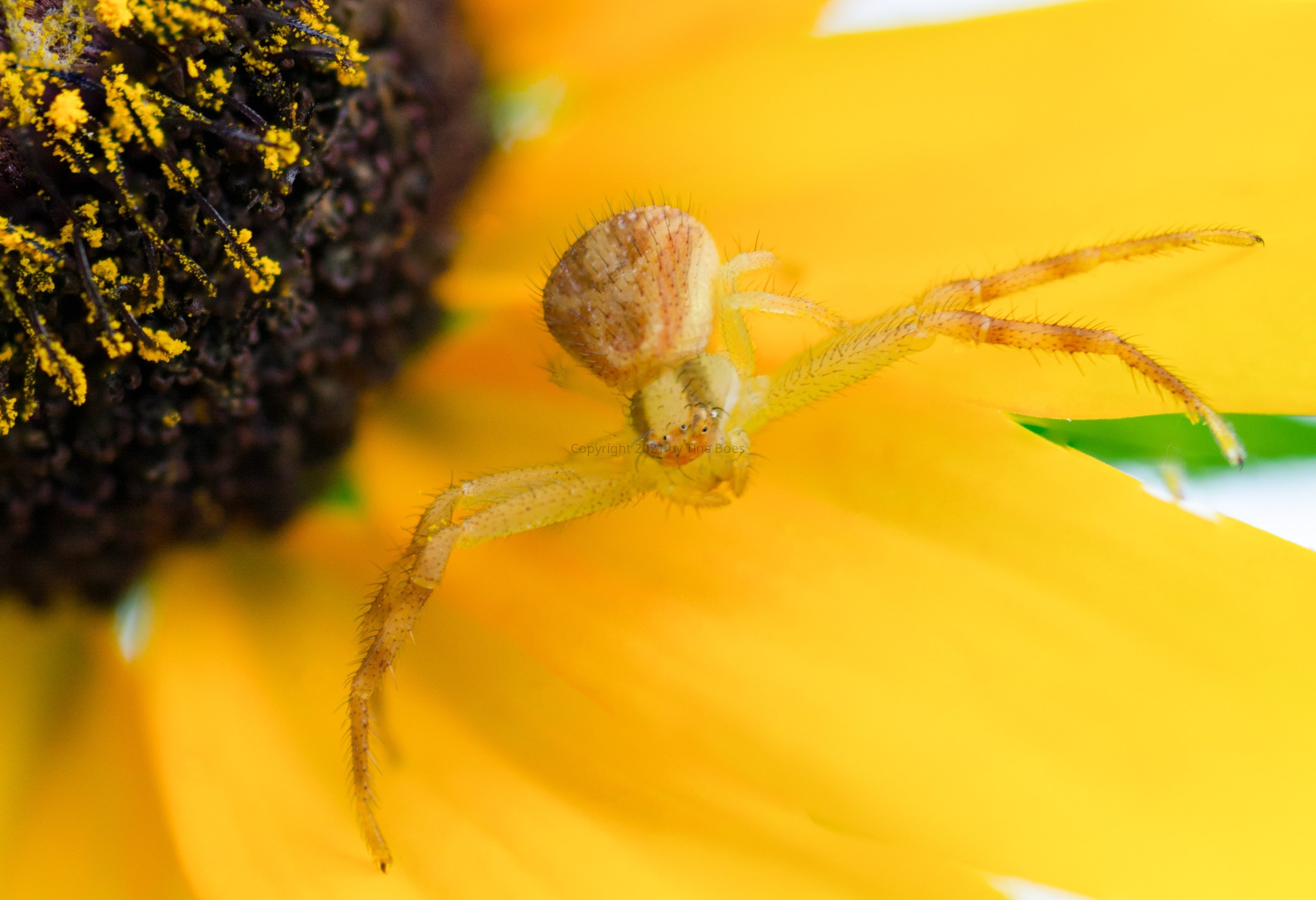 Spider on yellow-2.jpg